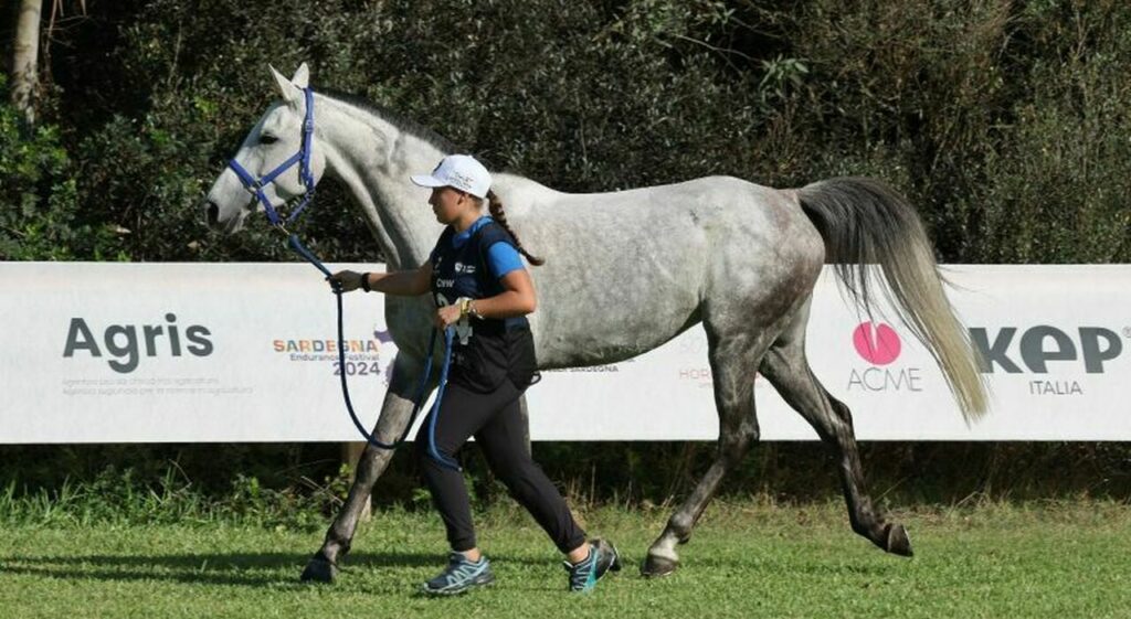 European U21 and World Young Horses Championships