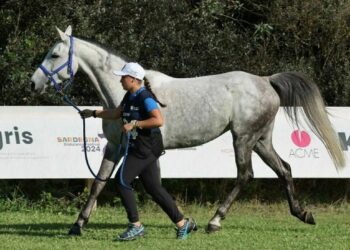 European U21 and World Young Horses Championships