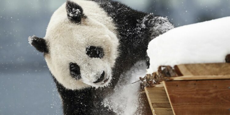 Finland zoo is returning its 2 pandas to China due to financial issues