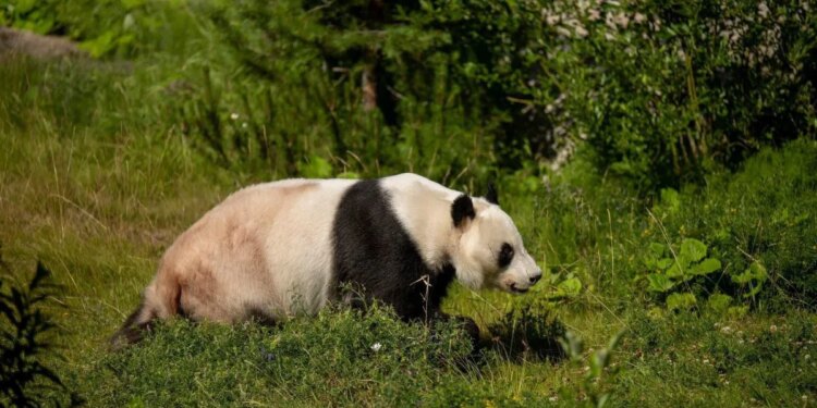 Finnish zoo sends giant pandas back to China « Euro Weekly News