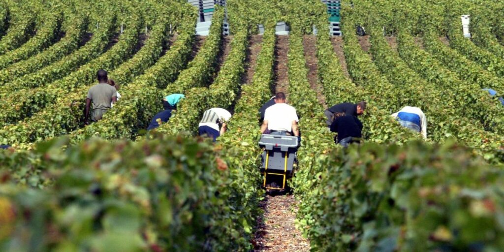 Following the death of four workers last year, French champagne producers are offering workers physical therapy and stretching classes