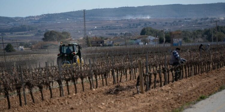 From Field to Fork: five lessons from Southern Europe’s Climate Change Response | articles