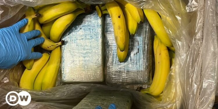 German supermarket finds €7M of cocaine in crates of bananas – DW – 09/23/2024