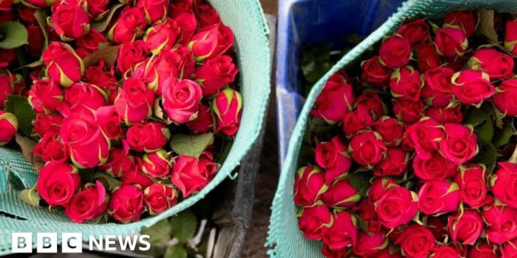 How farmworkers toil to export roses to Europe