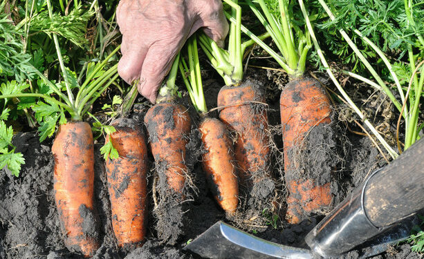 Organic farming: Ireland has one of EU's lowest rates and weakest targets