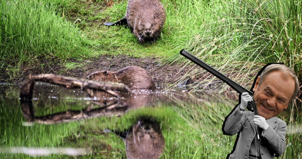 Poland’s Donald Tusk declares war on … beavers – POLITICO