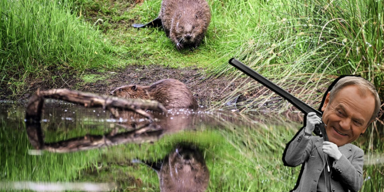 Poland’s Donald Tusk declares war on … beavers – POLITICO