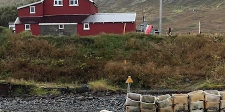 Rare polar bear picking through garbage in Iceland killed by police