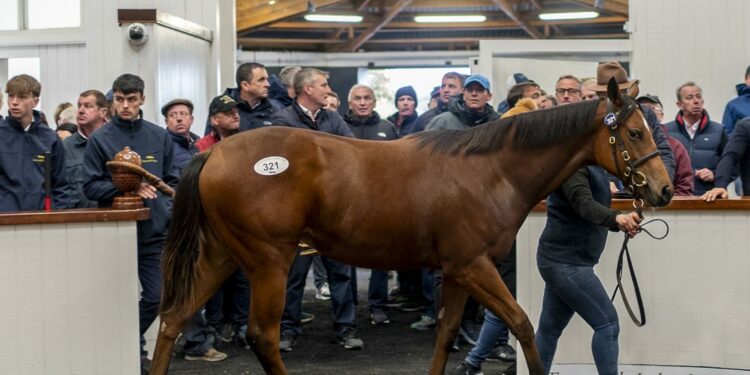 Respectable Trade At Tattersalls Ireland As 180k Mehmas Leads The Way