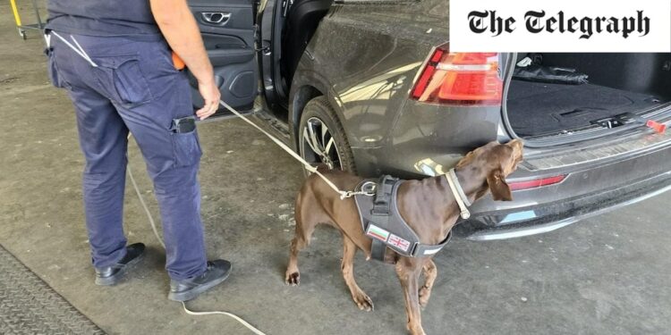 Sniffer dogs trained to detect dinghy rubber intercept more than 120 migrant boats bound for Channel