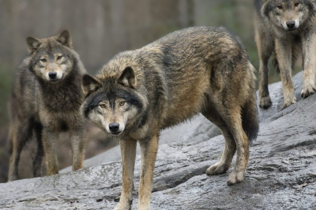 The EU moves to loosen protections for wolves as their population grows