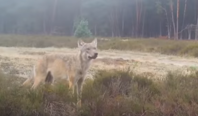 The Netherlands to support weakening wolf protection in Europe