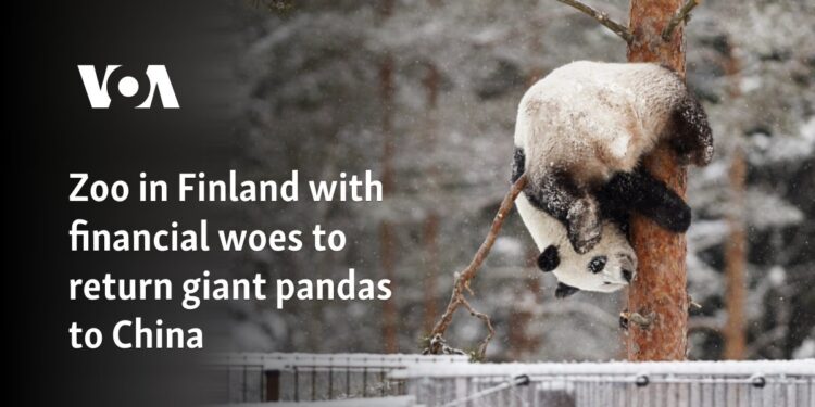 Zoo in Finland with financial woes to return giant pandas to China