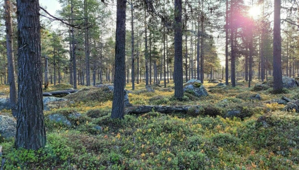 monitoring northern Europe’s iconic wildlife species