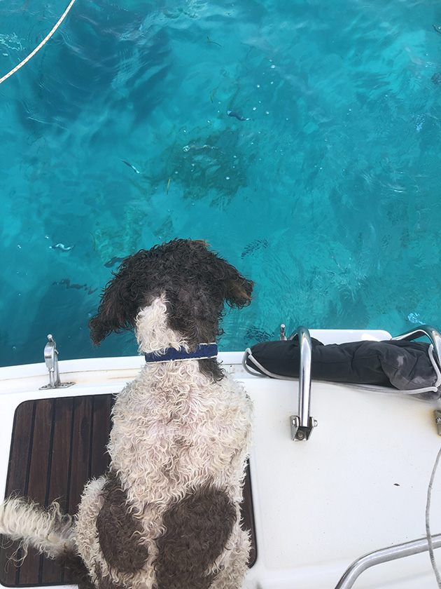 A dog looking at the sea from a boat