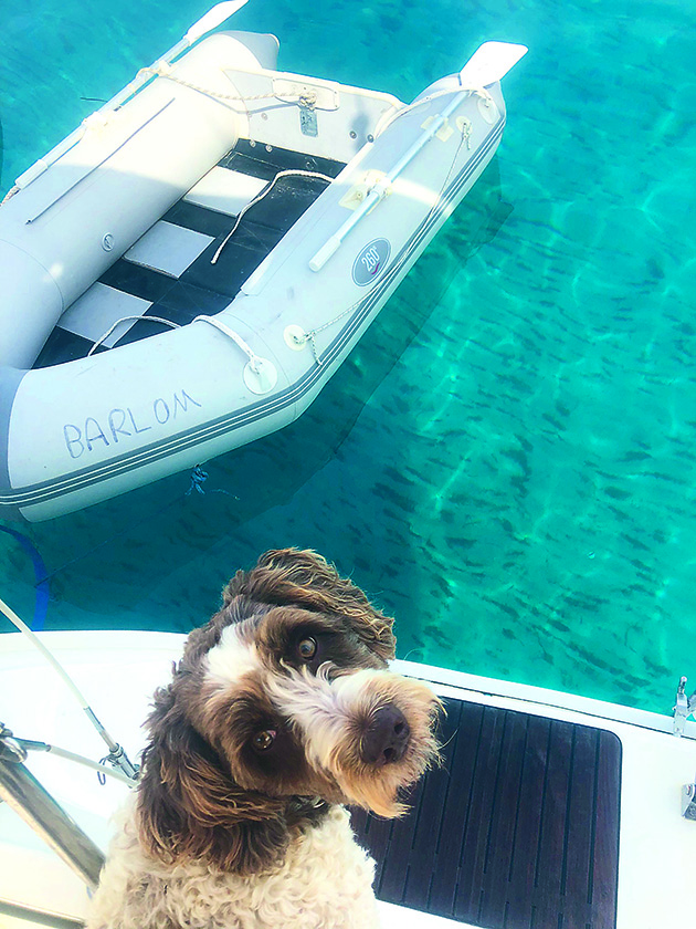 A dog on a boat