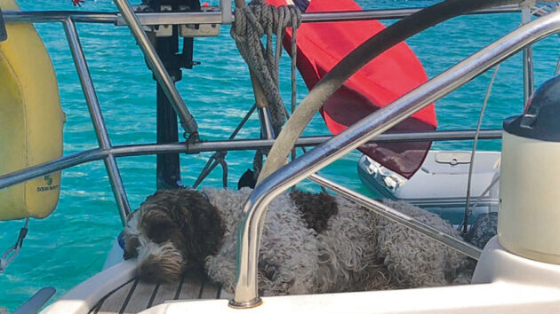 A couple sailing with a dog