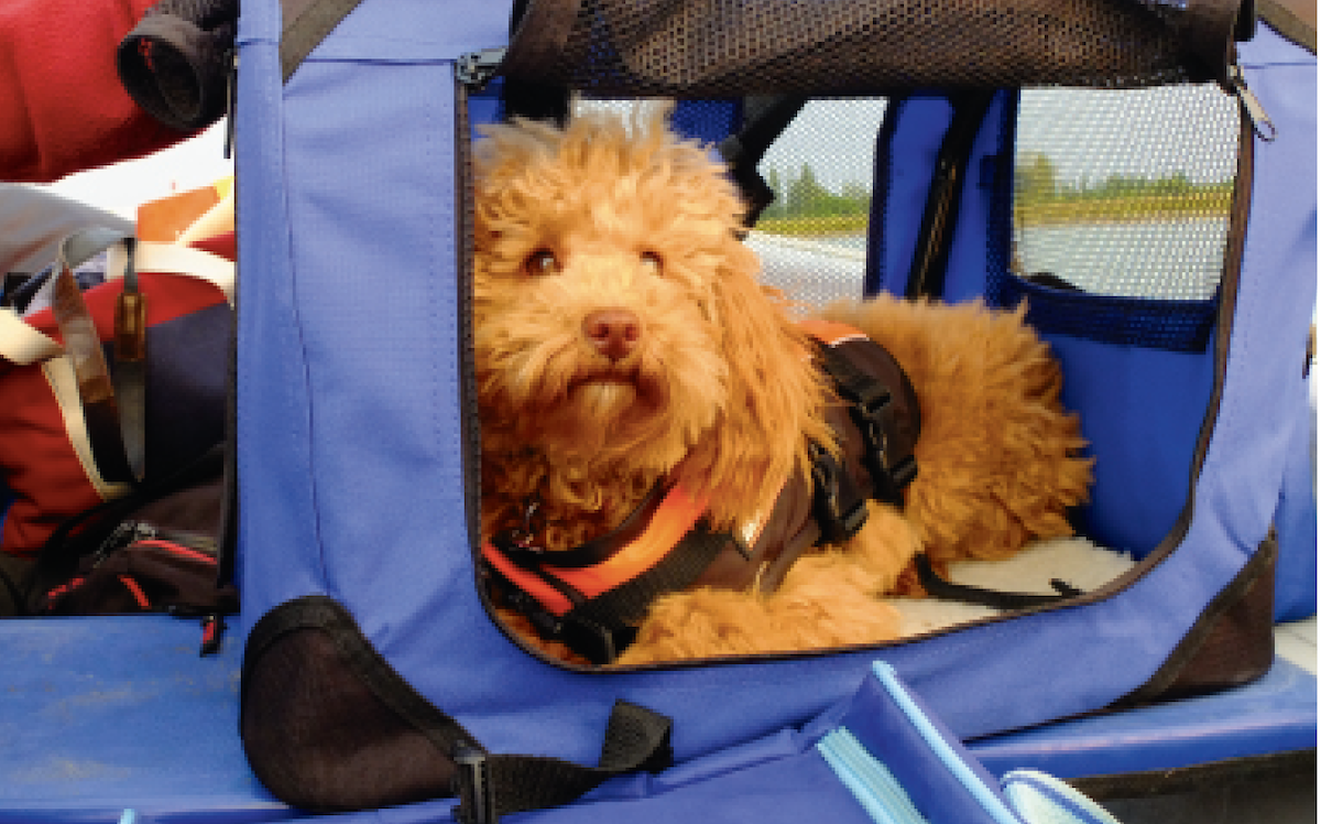 boating-with-dogs-sailing-gear