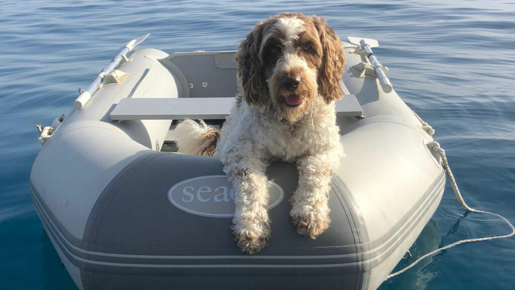 Sailing with a dog in the Mediterranean