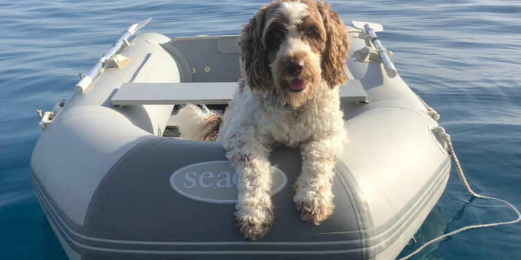 Sailing with a dog in the Mediterranean