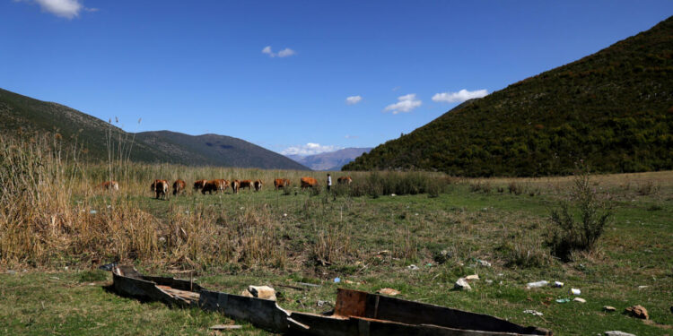 Shrinking lake on Albanian-Greek border struggles to survive