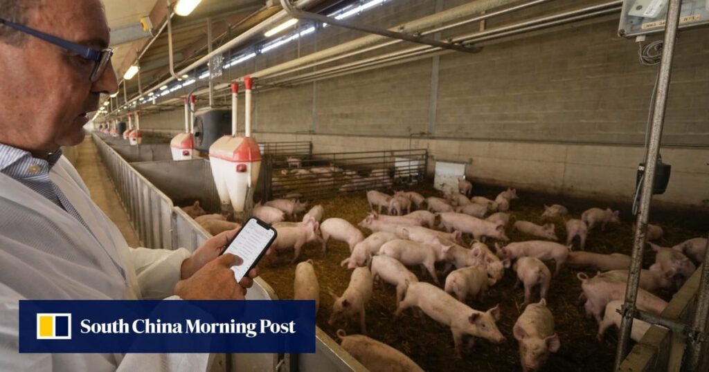 Swine fever sweeps Italy’s north, threatens production of prized prosciutto, livelihoods