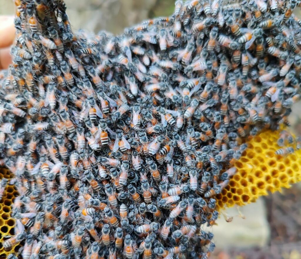 Europe’s first sighting of invasive red dwarf honeybee recorded in Malta