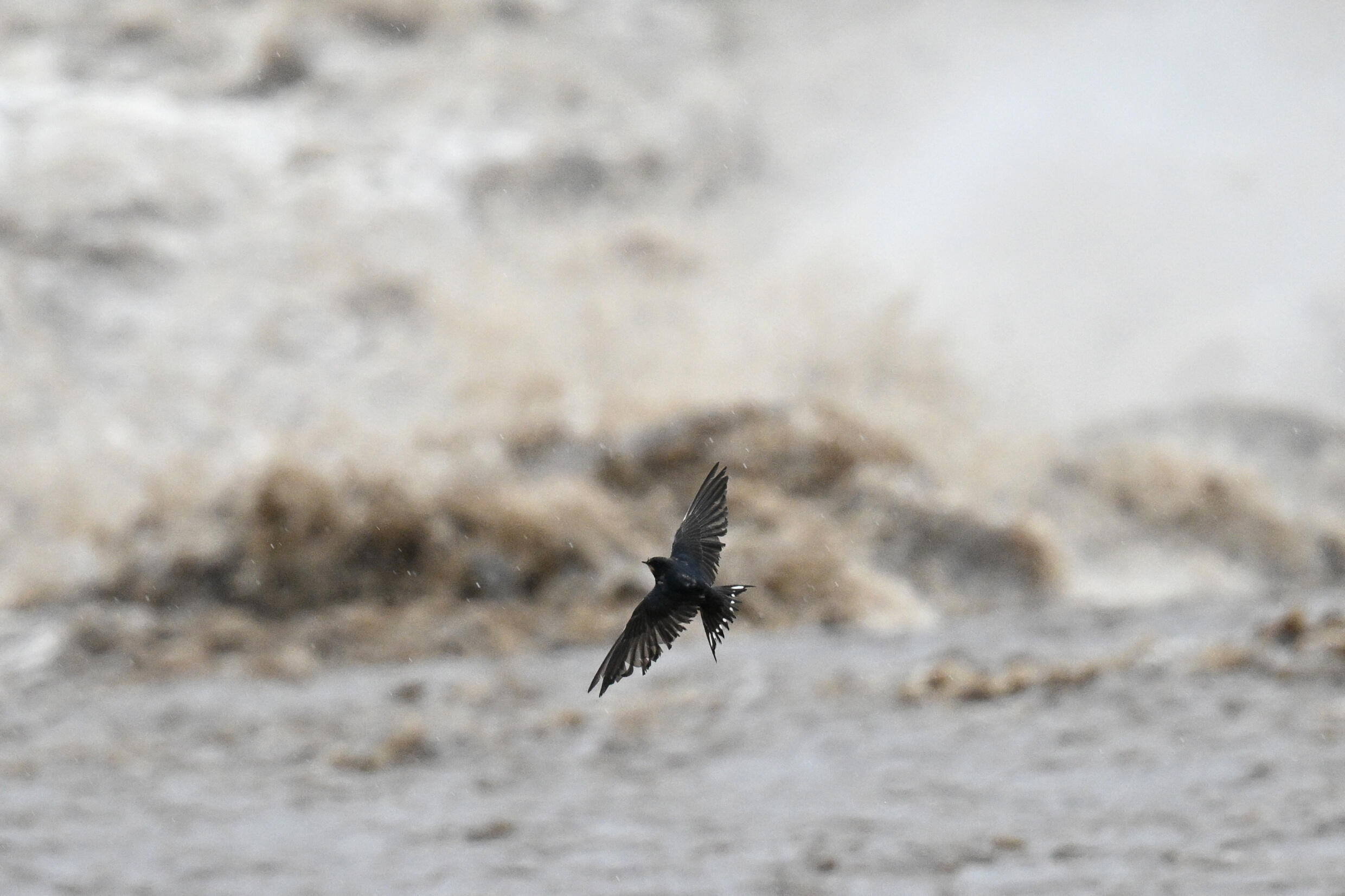 A bird flies over the swollen Biala River in Glucholazy, southern Poland, on September 14, 2024.