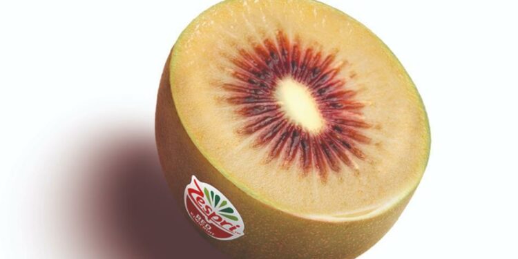 Zespri trials Italian red kiwifruit in Belgium | News