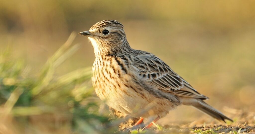 EU takes the Netherlands to court over failure to protect meadow birds