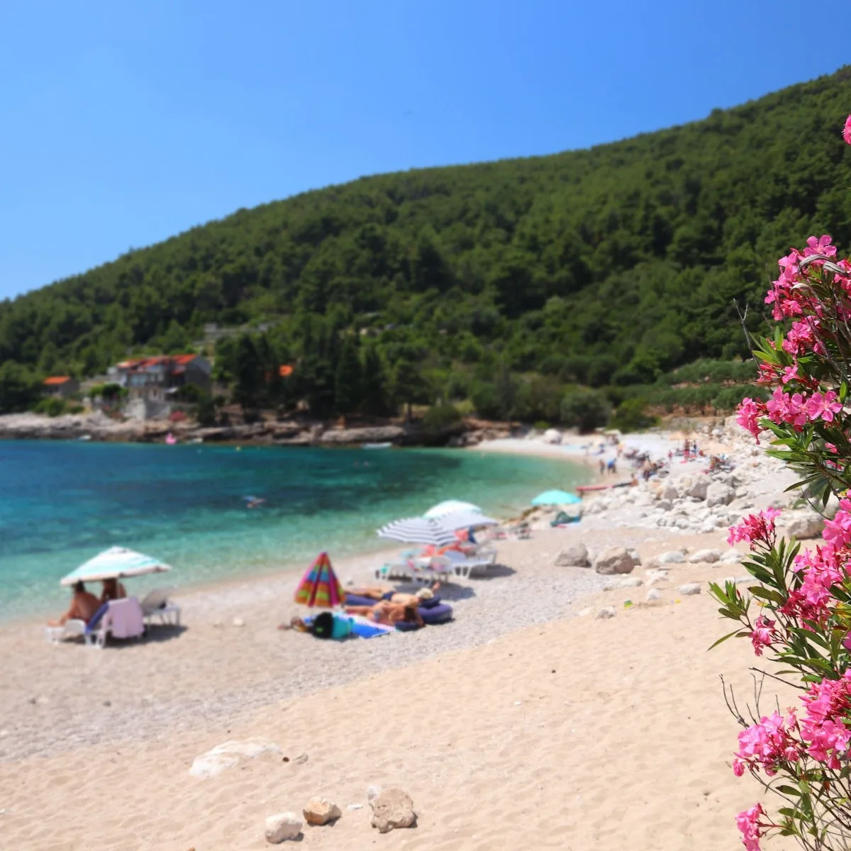 Croatia beach - Korcula Island. Oleander flowers in Pupnatska Luka sandy beach, Croatia.