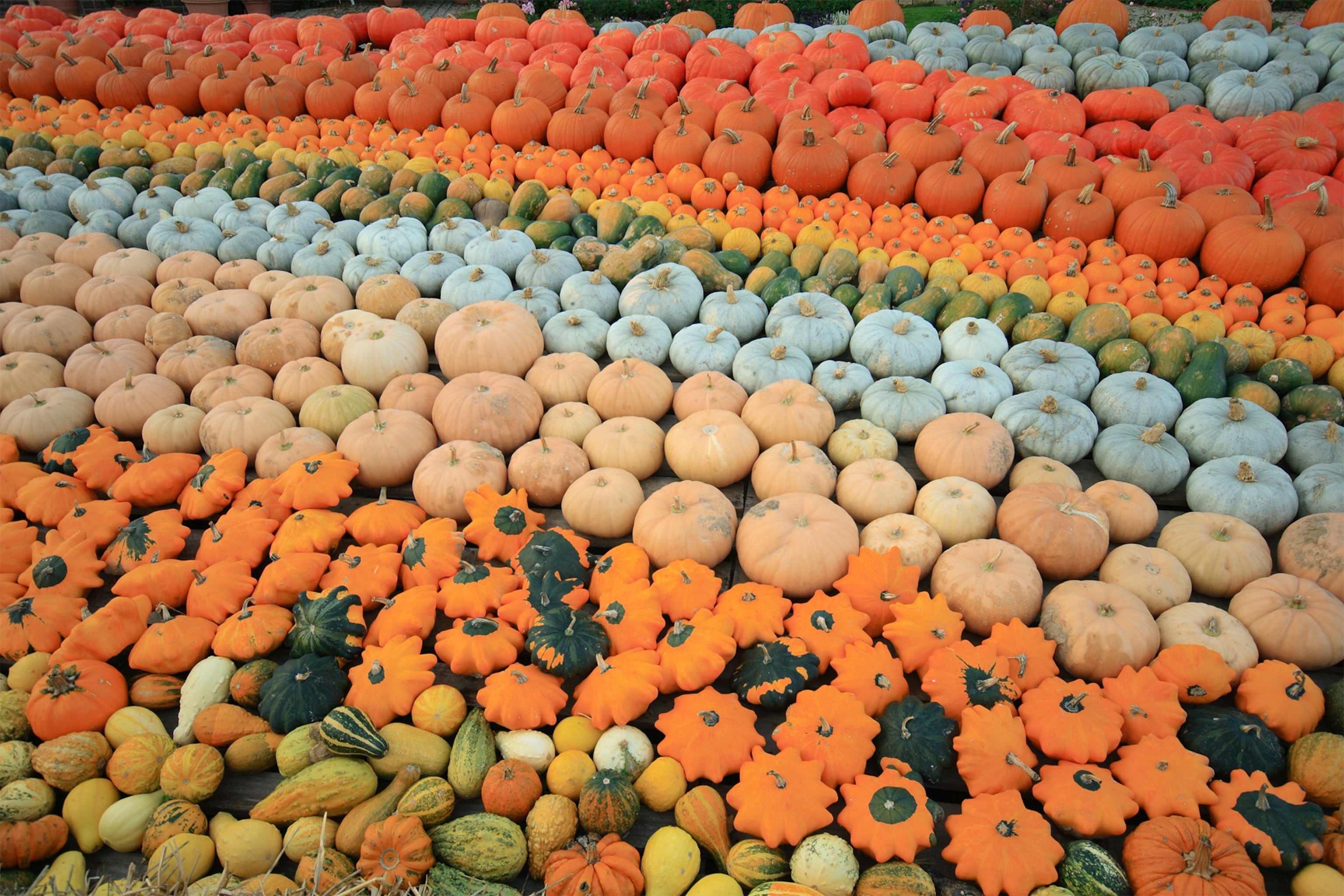 Close-up of pumpkins harvested in autumn.