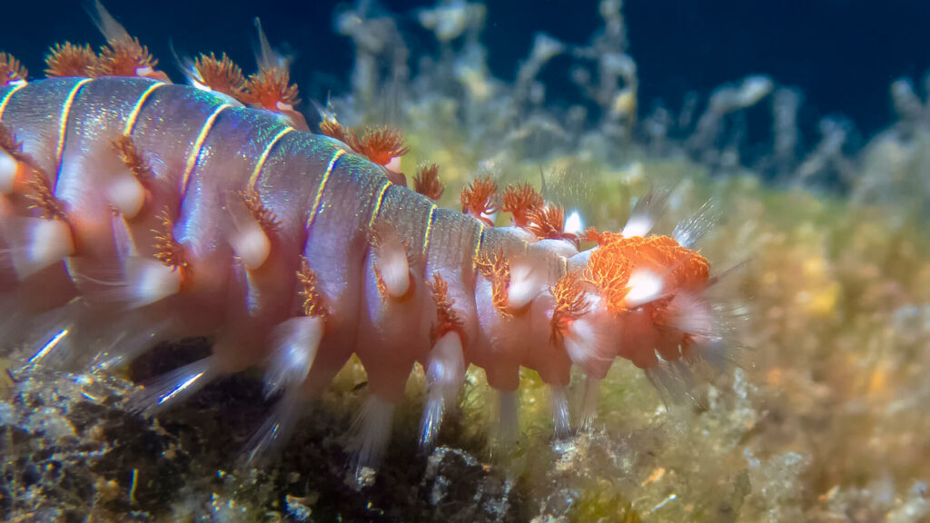 Fireworm is currently appearing more frequently on Croatian beaches
