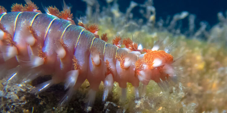 Croatia: Fireworm, or bearded fireworm (Hermodice carunculata) sighted on Croatian beaches.