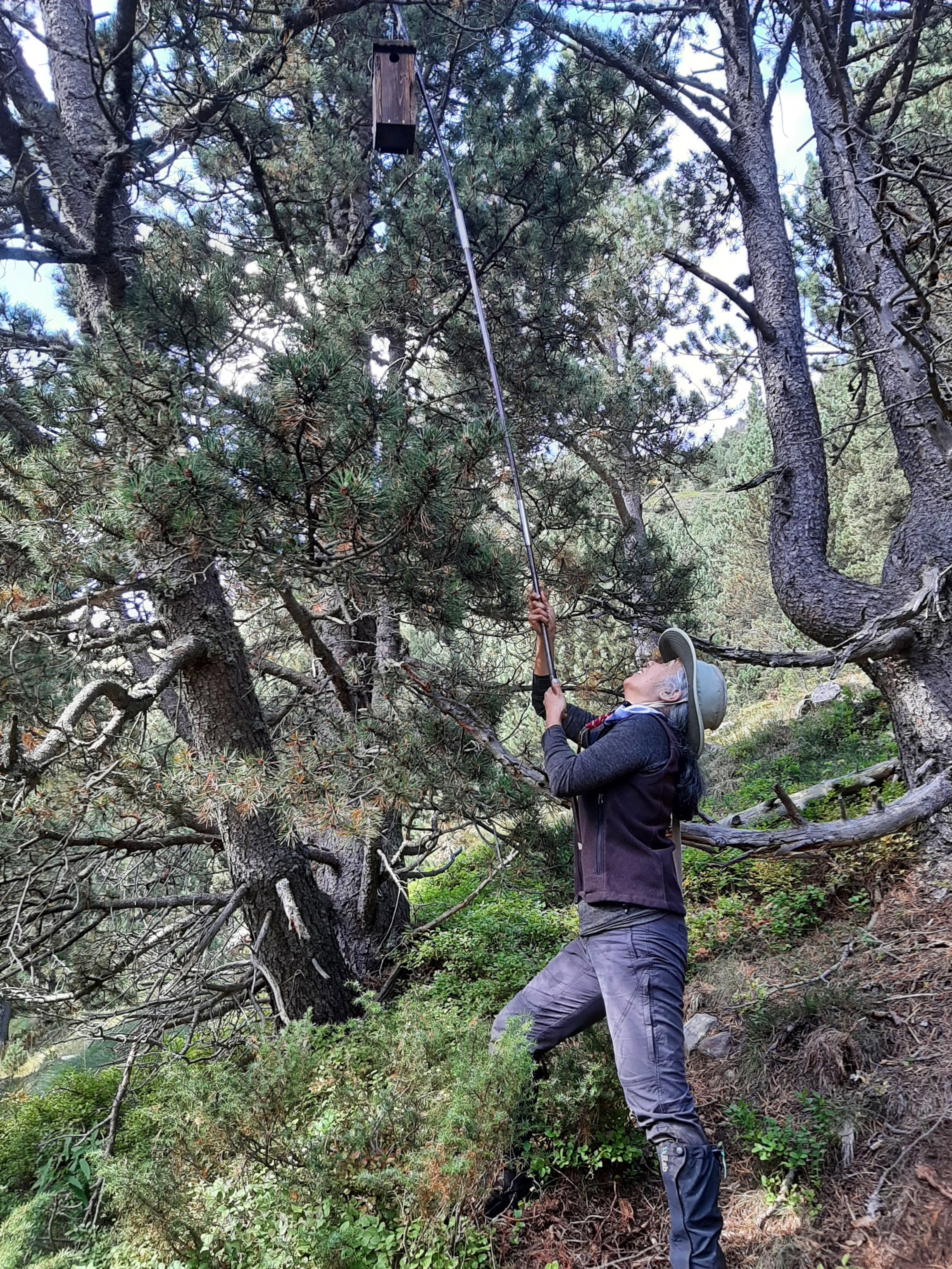 Volunteer Tricia Harris uses a long pole to open a nest box and see whether birds have made a home inside, part of study related to avian reproduction