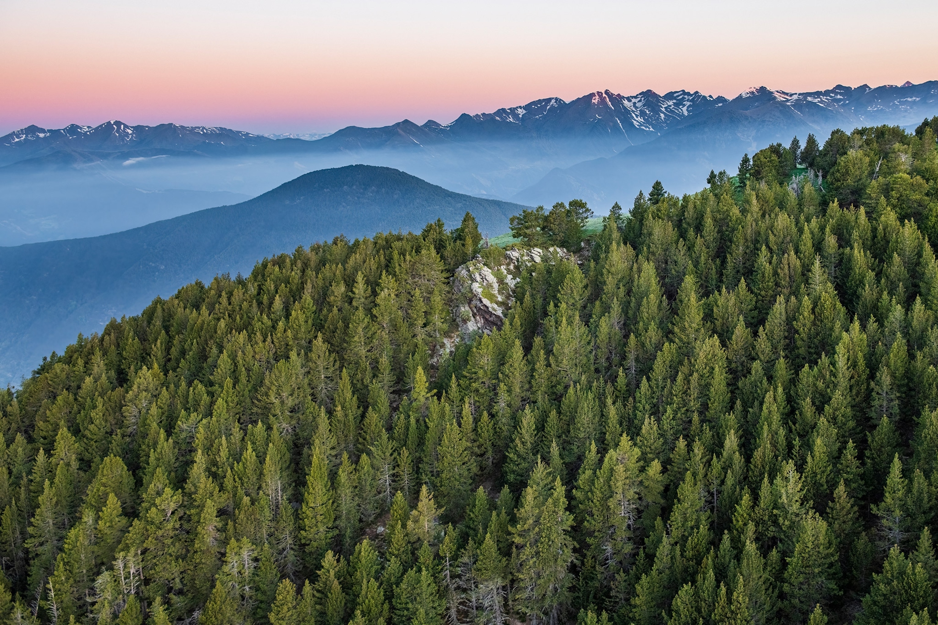 The Black Pine Forest in Coll d’Ordino in Ordino, Andorra