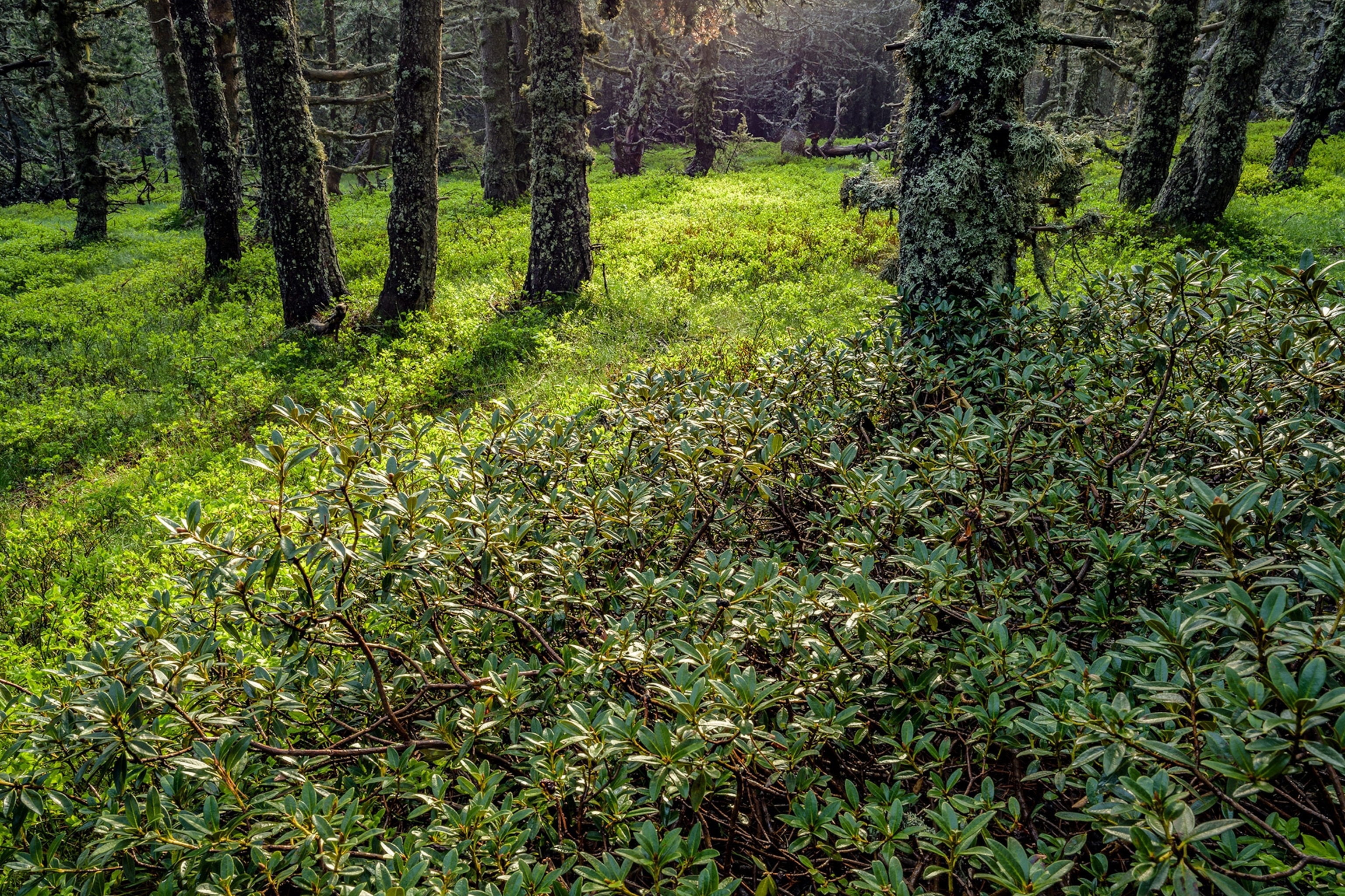 Alpen roses in black pine forest in Coll d’Ordino in the Ordino Biosphere Reserve in Ordino, Andorra