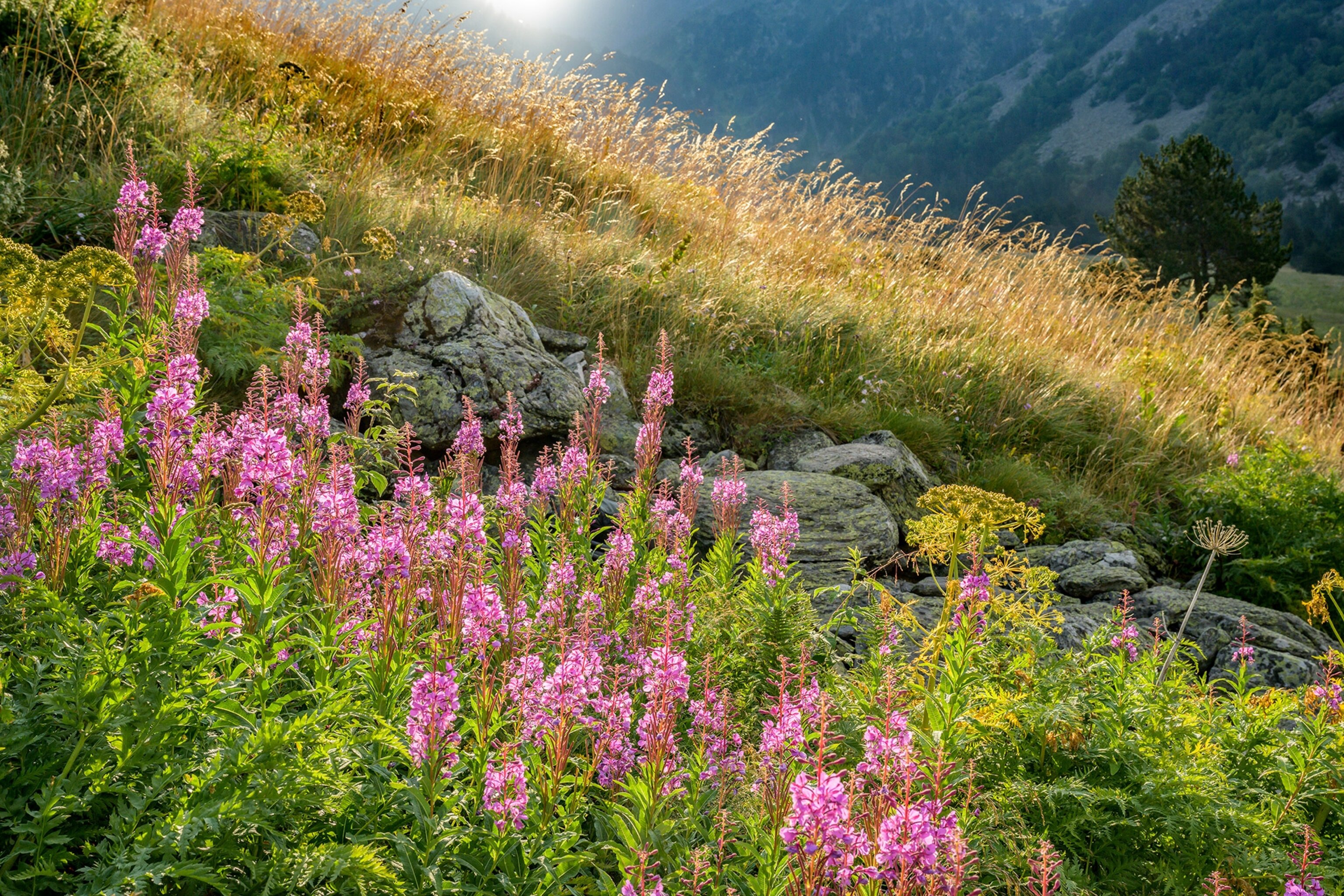 Epylobium in Sorteny Natural Park in the Ordino Biosphere Reserve in Ordino, Andorra