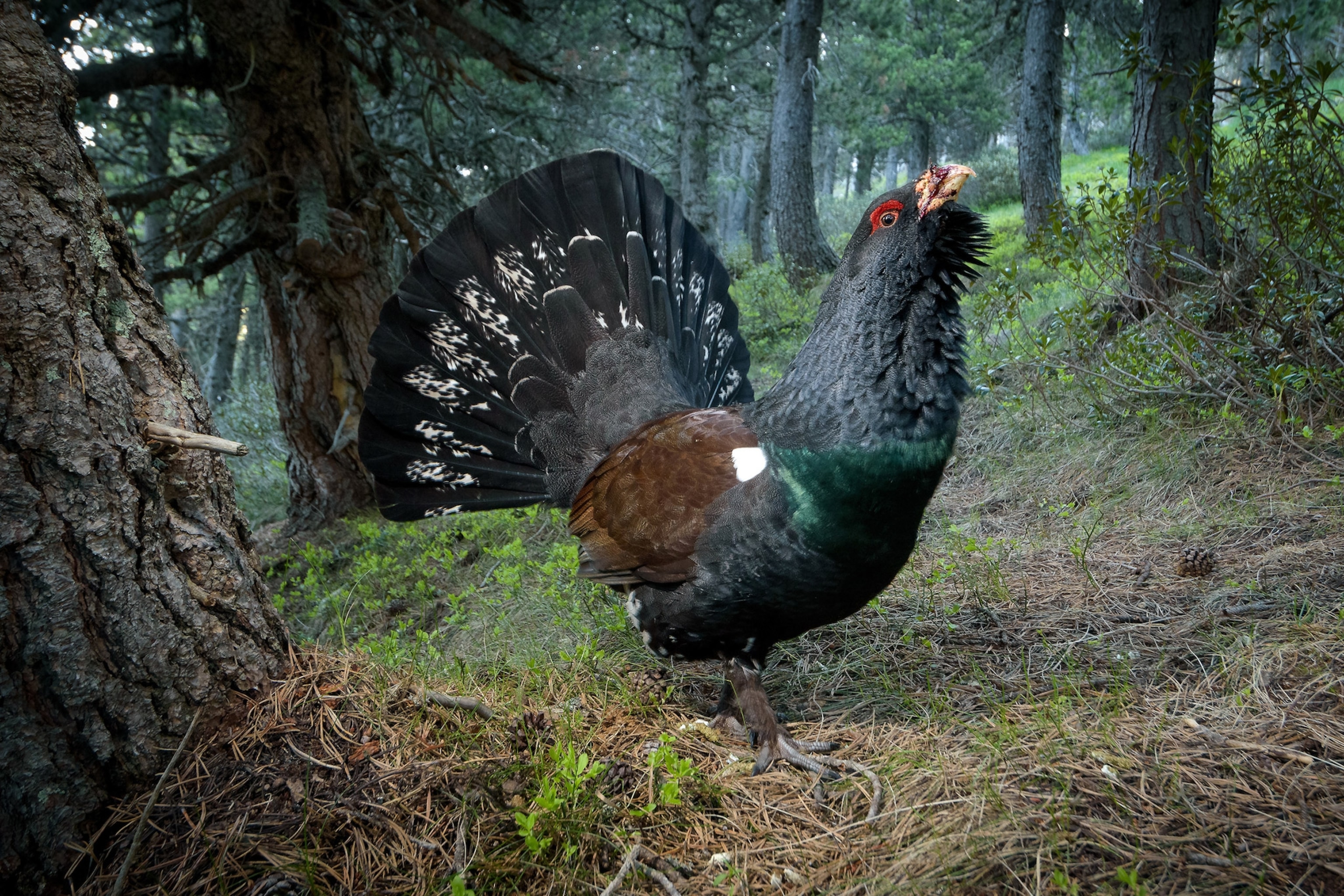 Capercaillie, cock in Andorra