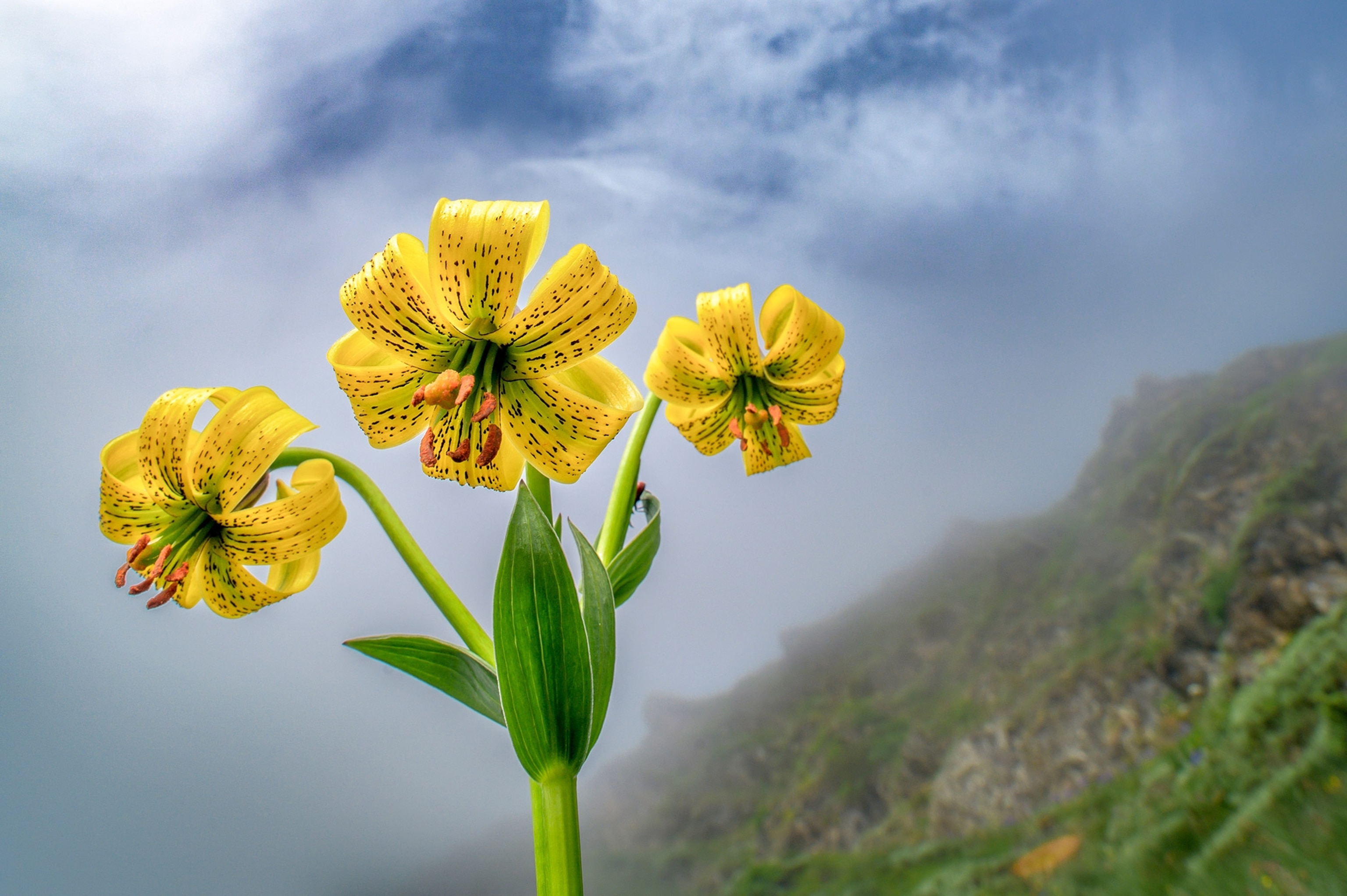 The Yellow martagon lily in Pas de la Casa, Andorra