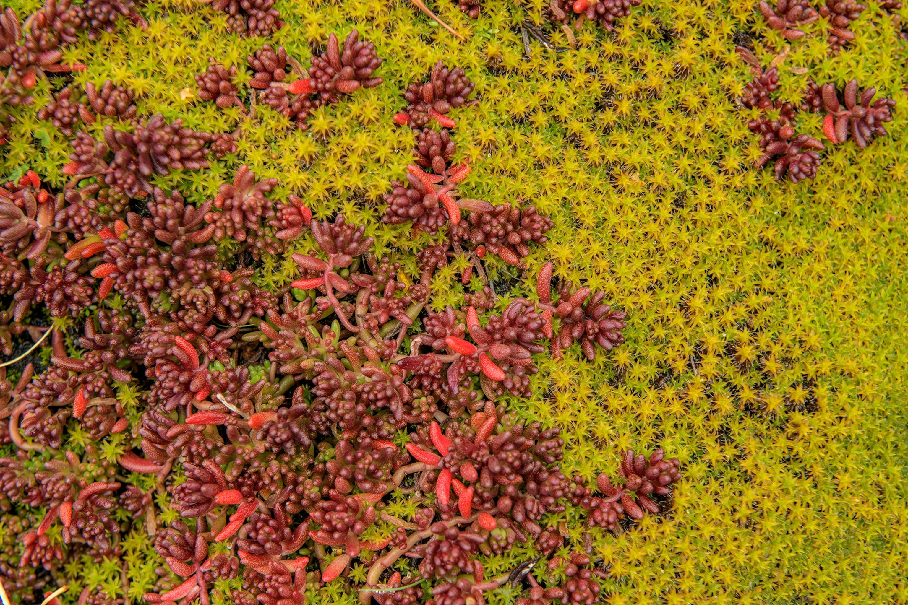 Detail of Sedum and mosses in Sorteny Natural Park in the Ordino Biosphere Reserve