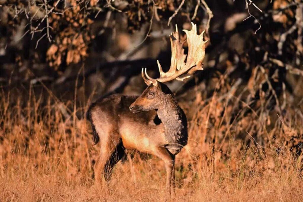 Denmark Legalizes Bowhunting - Bowhunter