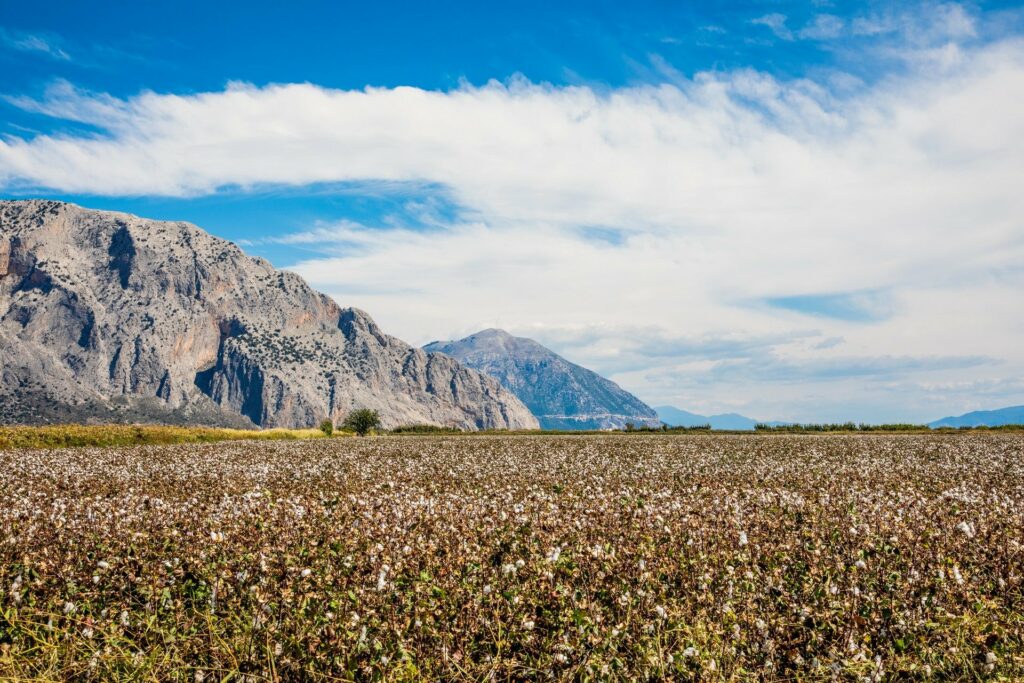 Nativa harvests first regeneratively farmed cotton in Greece