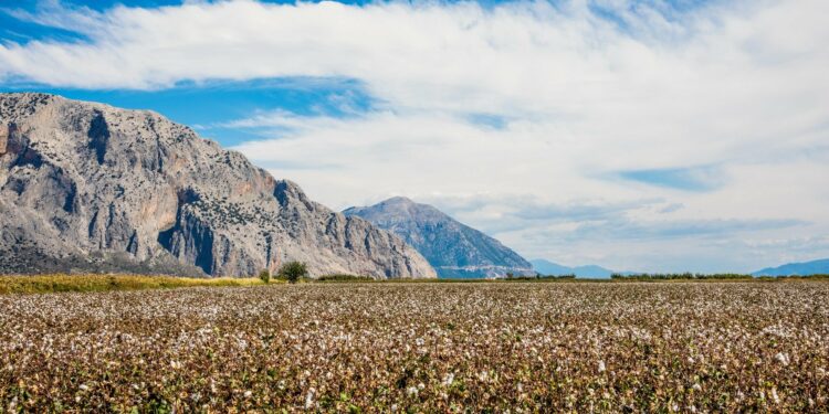 Nativa harvests first regeneratively farmed cotton in Greece