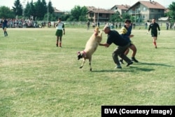 An event in Bulgaria in which a festively decorated sheep was apparently tackled. The photo was uploaded to the BVA without a description.