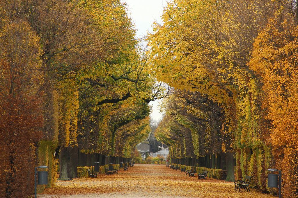 Vienna park in autumn