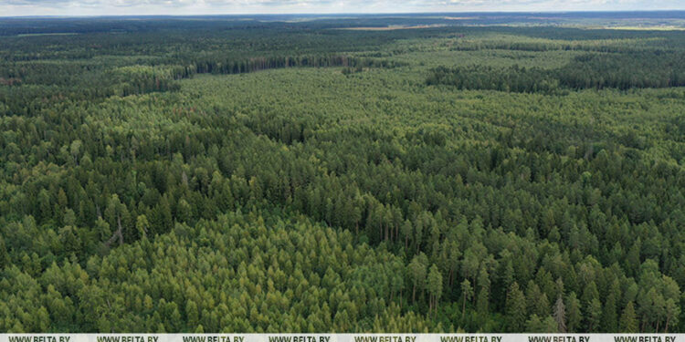 Belarus among Europe’s ten countries with most forest cover