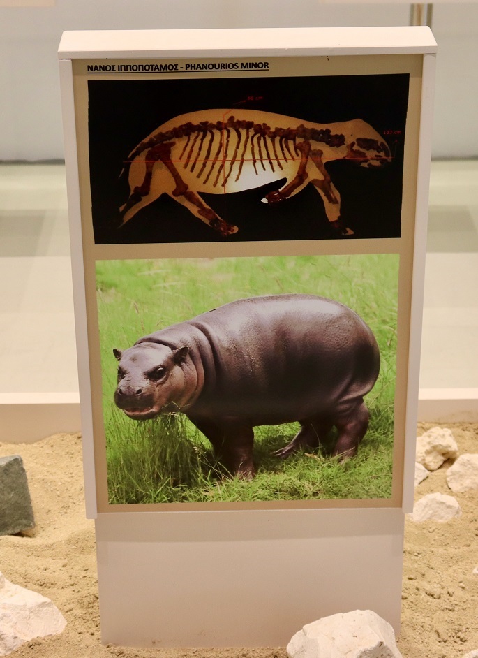 Dwarf-hippo-reproduction.