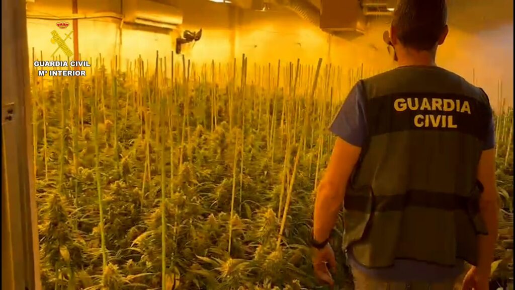 New mega narco bust underlines how Spain has become 'the number one producer of cannabis in Europe'