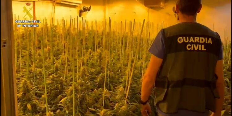 New mega narco bust underlines how Spain has become 'the number one producer of cannabis in Europe'